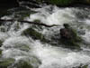 Beavers Bend Swimming